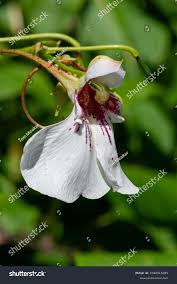 Image result for Impatiens tinctoria