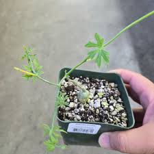 Image result for Kedrostis