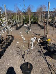 We did not find results for: Prunus Versicolor Flowering Peach Westlake Nursery