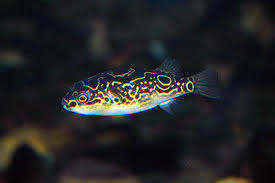 التركيز الثلاثاء مرارة مر Figure 8 Puffer Fish For Sale Analogdevelopment Com