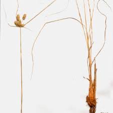Image result for Cyperus chersinus