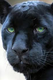 Panther Animals Animals Beautiful Cats