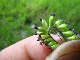 Image result for Urochloa eminii