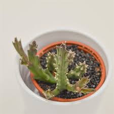 Image result for Eulophia flavopurpurea