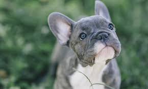 Let's discuss just what makes a bulldog puppy cost so much. French Bulldogs Are Among The Most Expensive Pets For Policy Cover At 358 A Year Daily Mail Online