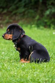 Hey guys, are you looking for names for brown dogs?do you want amazing brown and black dog names for your male and female puppy? 80 Black And Brown Dog Names The Paws