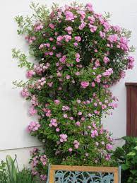 My Peggy Martin Climber 1 Year Old Backyard Plants Climbing Roses Backyard Garden