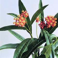 Image result for Asclepias albens