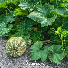 Image result for Cucumis aetheocarpus