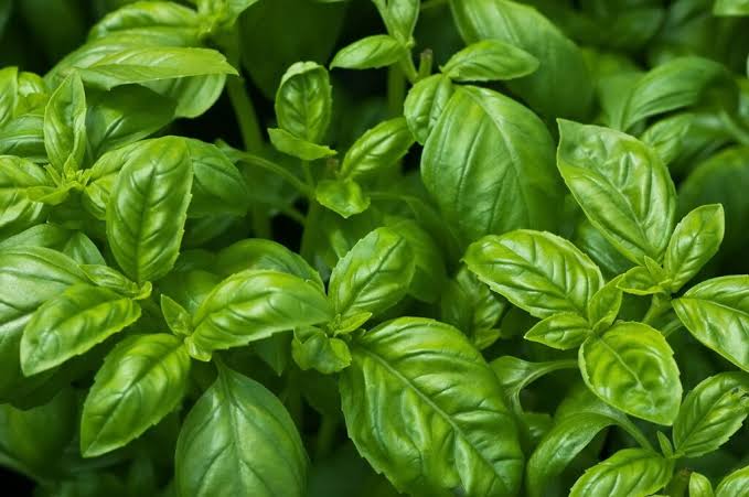 The Health Benefits of Basil | AANMC