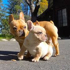 201 likes · 161 talking about this. Pin Auf French Bulldog