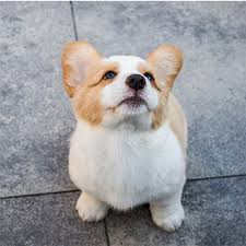 Pembroke Welsh Corgi - Cherrybrook Pet ...