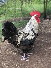 Coq Marans Noir Camail Argente Poule Poulepondeuse Coq Poulailler Oeufsfrais Poule Marans Poule Pondeuse Poule