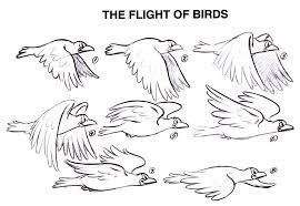 Week 6 Drawing Tian Flying Bird Drawing Epic Drawings Drawings