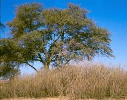 Image result for Acacia erioloba