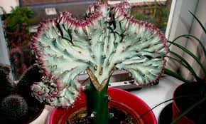 How to graft a cactus plant? Coral Cactus Growing The Frankenstein Of The Succulent World Epic Gardening