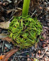 Image result for Carpodiptera africana