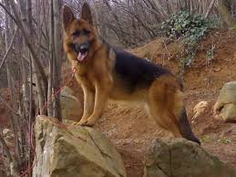 Satilik K9 Kopekleri