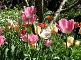 The royal botanic gardens are absolutely beautiful. Royal Botanic Gardens Sydney