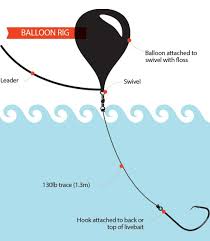 Chunk bait bottom rig setup to create a setup that will allow you to present cut bait (herring, atlantic mackerel, or clams) to predatory fish patrolling the surf: It S Better Alive Part 2 An Expert S Guide To Livebaiting Nz Fishing World