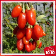 Pemanfaatan buah yang satu ini dapat. 5pcs Buah Goji Berry Total Ada 50seeds Senang Bercambah Shopee Malaysia