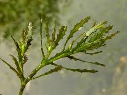 Image result for Limnocharitaceae