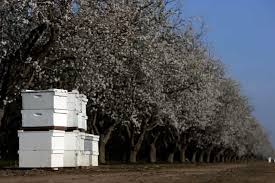 This is a premier cultivar in california. Like Sending Bees To War The Deadly Truth Behind Your Almond Milk Obsession Bees The Guardian