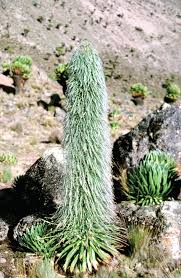 Image result for Lobelia welwitschii