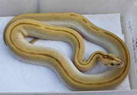 For Sale 2011 Burmese Pythons Morphs Available Faunaclassifieds In 2020 Burmese Python Python Burmese