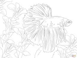 Betta Fish Coloring Page Supercoloring Com Fish Coloring Page Animal Coloring Pages Fish Drawings