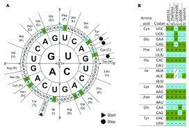 Detect minor alleles down to 5%, read contiguous sequences up to 1,000 bases. Codon Usage Bias Wikipedia