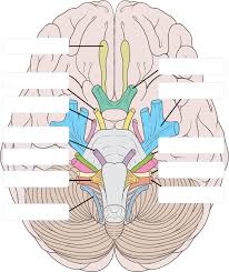 Here you can explore hq nervous system diagram transparent illustrations, icons and clipart with filter setting like size, type, color etc. Learning The Cranial Nerves Nerve Picture Gallery Cranial Nerves Diagram Unlabeled Transparent Cartoon Jing Fm
