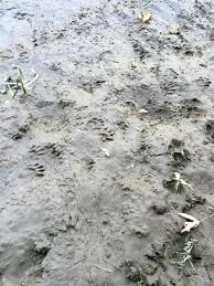 Spices are another thing that repels raccoons. Raccoons How To Identify And Get Rid Of Raccoons In The Garden The Old Farmer S Almanac