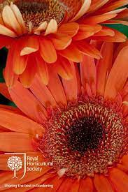 Royal Horticultural Society Rhs Flower Gerbera Jamesonii Landscape Gerbera Jamesonii Gerbera Plants