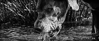 The Hound of the Baskervilles Photo Shoot