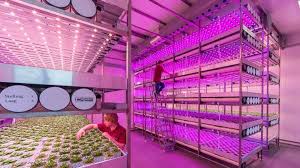 The technique can offer many benefits. Vertical Farming Philips City Farming Vertical Farming Urban Farming