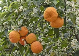 Image result for Citrus × aurantium