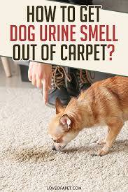 As an amazon associate we can earn a small commission from qualifying purchases. How To Get Dog Urine Smell Out Of Carpet Love Of A Pet