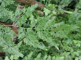 Image result for Lygodiaceae