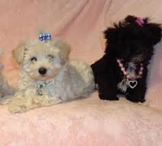 Black And White Maltese Poodle Dog Micro Tiny Maltese X Toy Poodle Maltipoo Puppy Santa Cruz Maltipoo Puppy Toy Poodle Puppies