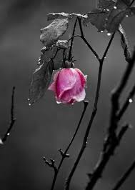 Black And White With One Color Drawing Pin By Lori Schlundt On Things I Love Color Splash Pink Color Splash Photography Color Splash