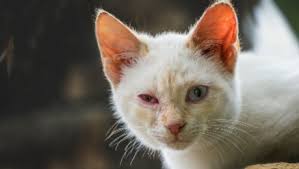 Horner's syndrome examination of the left eye (figure 1) reveals an elevated nictitans, ptosis of the upper eyelid, enophthalmos, and. Cat Conjunctivitis Things To Watch Out For Purina