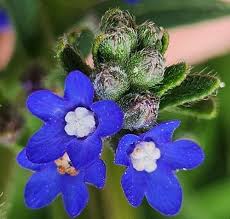 Image result for Anchusa capensis