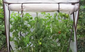 Tomaten wachsen im kübel, im beet oder im gewächshaus. Tomaten Standort So Wahlt Man Stets Den Richtigen 2021 Alle Infos Auf Gartenzeile De