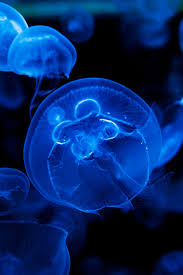 Blue Aesthetic Blue Glow Blue Aesthetic Aesthetic Drawing Easy Animals