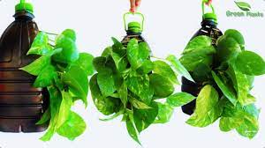 Money Plant Growing Idea In Plastic Bottle Money Plant Decoration In Plastic Bottle Green Plants Youtube Plant Decor Plants In Bottles Plants