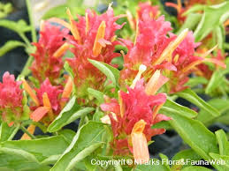 Image result for Justicia protracta