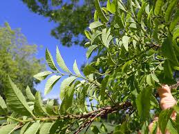 Image result for Ulmus parvifolia