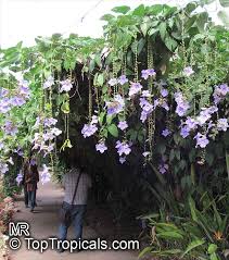 Image result for Thunbergia