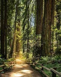 Heartsplace On Instagram Muir Woods Photo By Darren Loveland Heartsplace Scenery Beautiful Nature Nature Photography